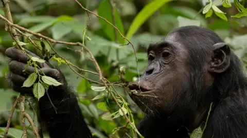 Chimpanzees Consuming a Daily Dose of an Alcoholic Beverage Daily from Overripe Produce, Investigation Finds